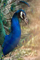 Obraz premium Indian Peacock Portrait