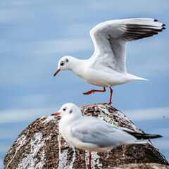 Möwe