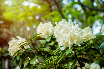 Beautiful blooming flowering shrubs in the genus Rhododendron