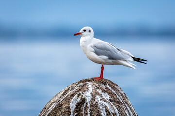 Möwe