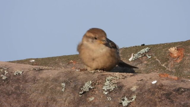 Haussperling (Passer domesticus) 
