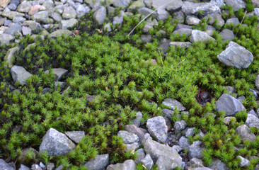日本の苔と石の風景
