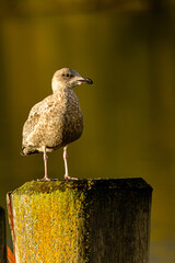 Fototapeta premium Möwe