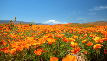 California Golden Poppy field during super bloom in the southern California high desert Poppy Preserve USA