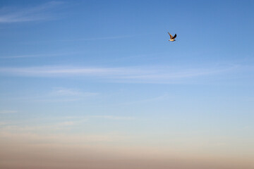 Fototapeta na wymiar sky and clouds with bird in flight