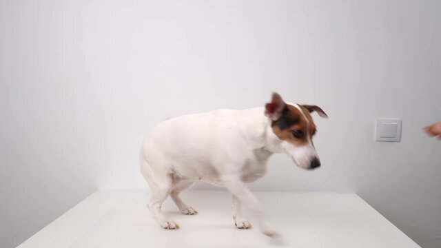 Dog breed Jack Russell Terrier performs commands request and voice for a yummy.