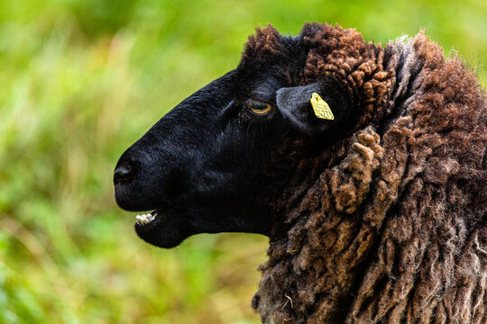 「Rammen」の画像 - 2,060 件の Stock 写真、ベクターおよびビデオ | Adobe Stock