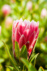 Red Protea flower- genus of South African flowering plants, also called sugarbushes