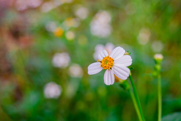 White cosmos on green background
