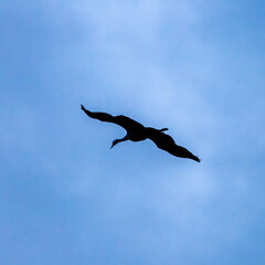 Kranich Flugbilder