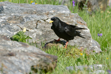 Alpine Chough (Pyrrhocorax graculus) - Valoise, Alps, France
