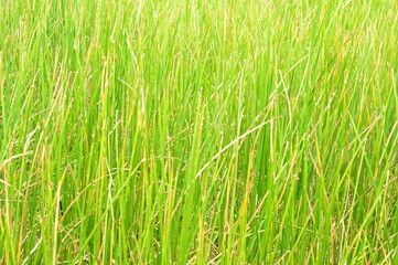 Obraz premium marsh grass