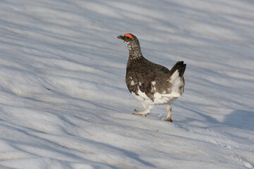 Rock Ptarmigan (Lagopus muta), male in summer plumage - Vanoise, Alps, France