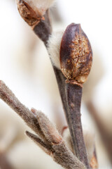 Pussy willow closed buds with branches vertical blur natural background macro