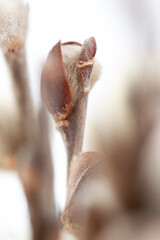 Pussy willow closed bud with branches vertical and blur surrounding bouquet macro