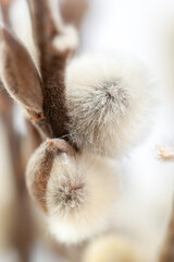 Two pussy willow opened little buds with branches and blur light background macro