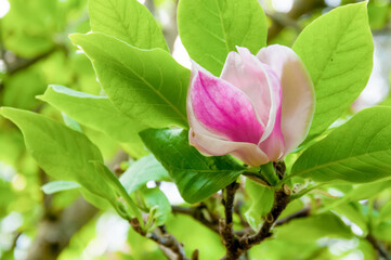Maagnolia flower bud opening in the spring garden