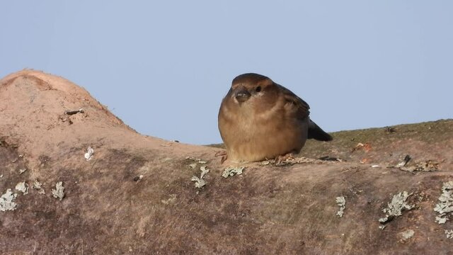 Haussperling (Passer domesticus) 