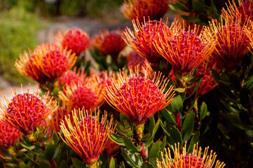 Exotic flowers Leucospermum genus Proteaceae. Nature background.