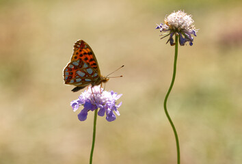 Kleiner Perlmuttfalter (Issoria lathonia)