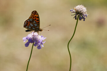 Kleiner Perlmuttfalter (Issoria lathonia)