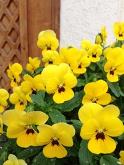 Obraz premium Yellow pansy
