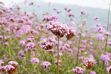 Fresh Pink Purple Verbena Flower garden - natural park and outdoor scene background texture - beautiful flower 