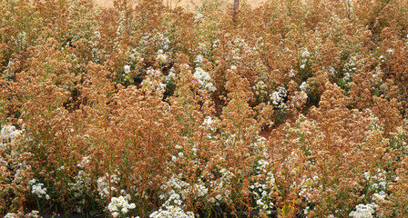 Brown Dry Grass flower in the gradden - Colorful Nature Texture Background - Image from Mon jam Chiang mai - Travel Thailand 