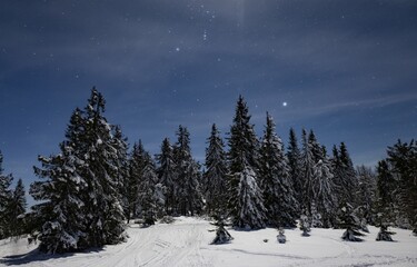 Fototapeta na wymiar Mesmerizing night landscape snowy fir trees grow among snowdrifts against the backdrop of non-mountain ranges and a starry clear sky. Beauty concept of northern nature. Northern Lights Concept