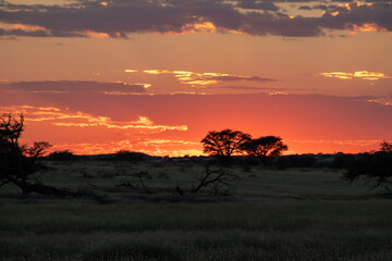 Kgalagadi sunset in South Africa during the month of March showing amazing vibrant colors.