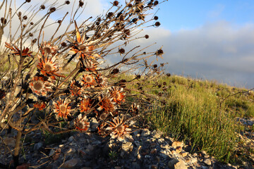 Protea flower bush burnt in mountain fire in Cape Town South Africa