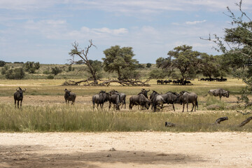 Naklejka premium Herds of wildebeest in Kgalagadi kalahari, South Africa on a summers day