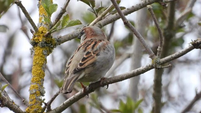 Haussperling (Passer domesticus) 