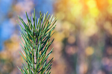 Green branch of an evergreen pine close up