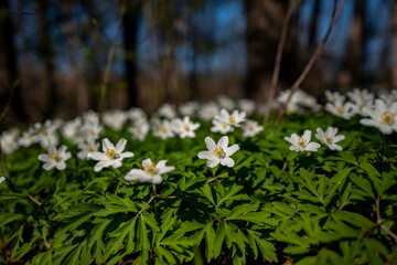 White Flower