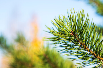 Green pine branch with needles. Natural nature