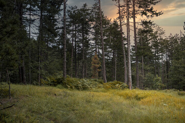 View of the mountain forest