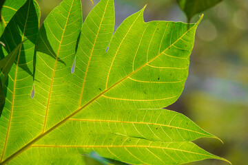 Fototapeta premium Green leaf close-up with soft natural background