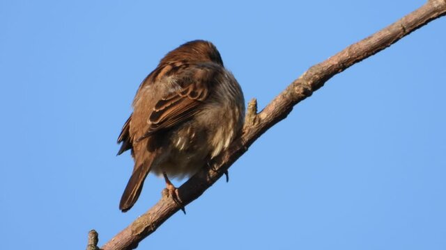 Haussperling (Passer domesticus) 