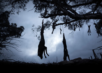 Silhouette of dead, wild dogs (dingos) hanging from tree in Australia 