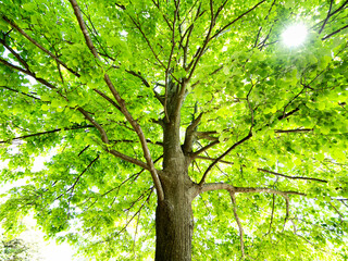 新緑の樹木
