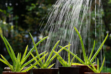 Morning outdoor activity to watering aloe vera pot plant