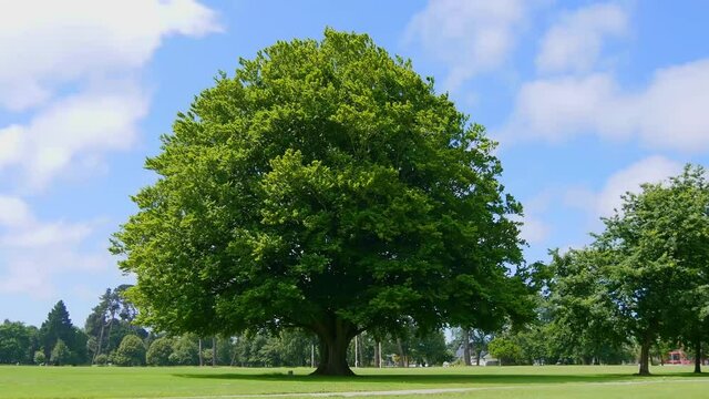 A big green tree on the grass in the park on a sunny day