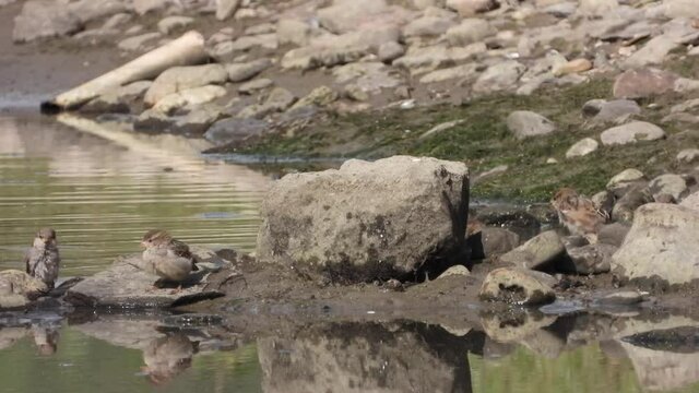 Haussperling (Passer domesticus) 