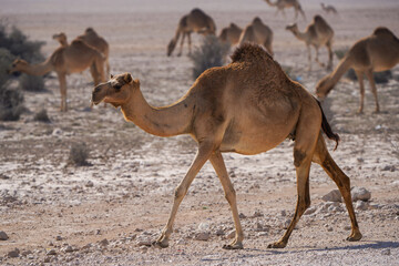 Camels walking in the desert, in the southwest of Qatar