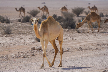 Camels walking in the desert, in the southwest of Qatar