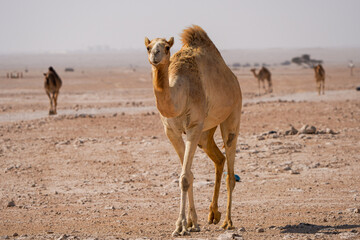 Camels walking in the desert, in the southwest of Qatar
