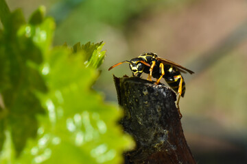 Female of European paper wasp. Close up detail shot of a black yellow wasp