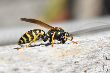 Female of European paper wasp. Close up detail shot of a black yellow wasp