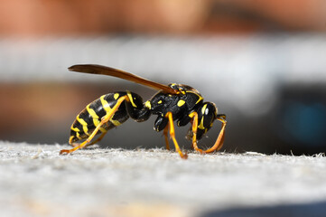 Female of European paper wasp. Close up detail shot of a black yellow wasp